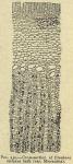 Fig. 230. Cross-section of Cinchona calisaya bark