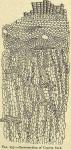 Fig. 233. Cross-section of Cuprea bark.