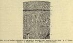 Fig. 244. Citrullus colocynthis.