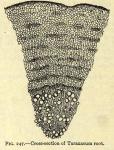 Fig. 247. Cross-section of Taraxacum root.