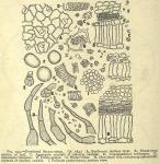 Fig. 293. Powdered Stramonium.