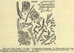 Fig. 302. Nux Vomica.