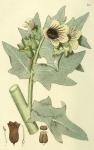 021. Hyoscyamus niger.