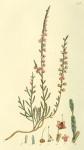 053. Erica vulgaris.