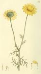 062. Anthemis tinctoria.