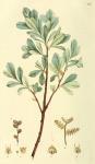 076. Myrica gale.