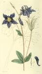 118. Aquilegia vulgaris.