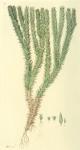 119. Lycopodium selago.