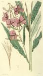 130. Epilobium angustifolium.