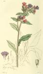 135. Pulmonaria officinalis.