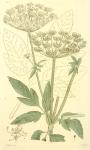 147. Aegopodium podagraria.