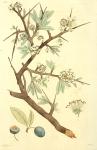 151. Prunus spinosa.