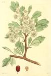 157. Crataegus oxyacantha.