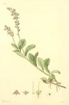 159. Veronica officinalis.