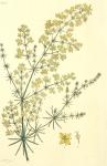 165. Galium verum.