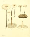 179. Agaricus alliaceus.