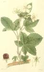 187. Rubus corylifolius.