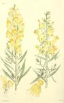 196. Antirrhinum linaria.