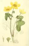 200. Caltha palustris.