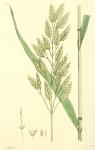 204. Bromus secalinus.