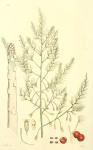 213. Asparagus officinalis.