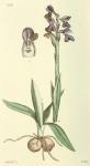 233. Orchis morio.