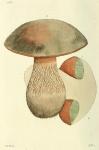 246. Boletus rubeolarius.