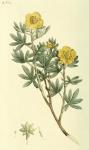 253. Potentilla fruticosa.