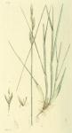 269. Triticum junceum.