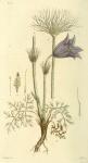 292. Anemone pulsatilla.