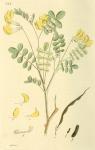 343. Coronilla emerus.