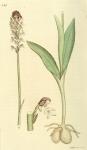 351. Orchis ustulata.