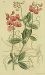 382. Lathyrus tuberosus.