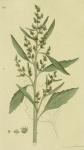 411. Chenopodium album.