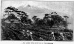 17. A Tea Garden with Mount Fuji in the Distance.