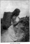 20. East Indian Tea Picker.