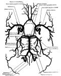 Figure 48. Circle of Willis