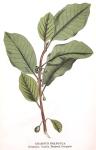 Kuva 5. Rhamnus frangula (Paatsama, Pajatin, Brakved, Frangula)