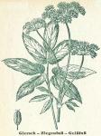 Fig. 86. Giersch.