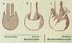 Fig. 3. Knolle