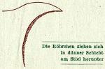 Fig. 16. Die Röhrchen