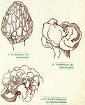 Fig. 24. Morchel Lorchel