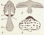 Fig. 37. Entwicklung.