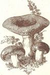 Fig. 47. Grüner Täubling.