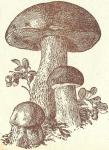 Fig. 66. Steinpilz.