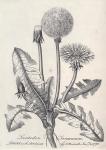 003. Leontodon taraxacum.