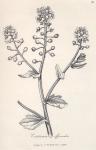 029. Cochlearia officinalis.