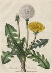 003. Leontodon taraxacum. C.