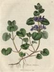 028. Glechoma hederacea. C.