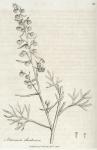 123. Artemisia santonica.